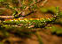  ( - BC_ZSM_Lep_120214)  @11 [ ] by-nc-sa (2024) SNSB, Staatliche Naturwissenschaftliche Sammlungen Bayerns ZSM (SNSB, Zoologische Staatssammlung Muenchen)