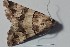  ( - BC_ZSM_Lep_120352)  @11 [ ] by-nc-sa (2024) SNSB, Staatliche Naturwissenschaftliche Sammlungen Bayerns ZSM (SNSB, Zoologische Staatssammlung Muenchen)