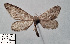  ( - BC_ZSM_Lep_120374)  @11 [ ] by-nc-sa (2024) SNSB, Staatliche Naturwissenschaftliche Sammlungen Bayerns ZSM (SNSB, Zoologische Staatssammlung Muenchen)