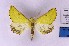  ( - BC_ZSM_Lep_120375)  @11 [ ] by-nc-sa (2024) SNSB, Staatliche Naturwissenschaftliche Sammlungen Bayerns ZSM (SNSB, Zoologische Staatssammlung Muenchen)