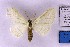  ( - BC_ZSM_Lep_120379)  @11 [ ] by-nc-sa (2024) SNSB, Staatliche Naturwissenschaftliche Sammlungen Bayerns ZSM (SNSB, Zoologische Staatssammlung Muenchen)