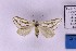  ( - BC_ZSM_Lep_120385)  @11 [ ] by-nc-sa (2024) SNSB, Staatliche Naturwissenschaftliche Sammlungen Bayerns ZSM (SNSB, Zoologische Staatssammlung Muenchen)