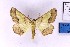  (Drepanogynis excurvata - BC_ZSM_Lep_120394)  @11 [ ] by-nc-sa (2024) SNSB, Staatliche Naturwissenschaftliche Sammlungen Bayerns ZSM (SNSB, Zoologische Staatssammlung Muenchen)