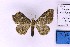  ( - BC_ZSM_Lep_120396)  @11 [ ] by-nc-sa (2024) SNSB, Staatliche Naturwissenschaftliche Sammlungen Bayerns ZSM (SNSB, Zoologische Staatssammlung Muenchen)