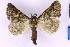  ( - BC_ZSM_Lep_120398)  @11 [ ] by-nc-sa (2024) SNSB, Staatliche Naturwissenschaftliche Sammlungen Bayerns ZSM (SNSB, Zoologische Staatssammlung Muenchen)