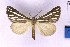  ( - BC_ZSM_Lep_120399)  @11 [ ] by-nc-sa (2024) SNSB, Staatliche Naturwissenschaftliche Sammlungen Bayerns ZSM (SNSB, Zoologische Staatssammlung Muenchen)