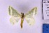  (Mixocera cf. albistrigata - BC_ZSM_Lep_120403)  @11 [ ] by-nc-sa (2024) SNSB, Staatliche Naturwissenschaftliche Sammlungen Bayerns ZSM (SNSB, Zoologische Staatssammlung Muenchen)
