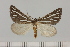  ( - BC_ZSM_Lep_120410)  @11 [ ] by-nc-sa (2024) SNSB, Staatliche Naturwissenschaftliche Sammlungen Bayerns ZSM (SNSB, Zoologische Staatssammlung Muenchen)
