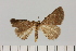  (Drepanogynis subochrea - BC_ZSM_Lep_120411)  @11 [ ] by-nc-sa (2024) SNSB, Staatliche Naturwissenschaftliche Sammlungen Bayerns ZSM (SNSB, Zoologische Staatssammlung Muenchen)