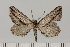 ( - BC_ZSM_Lep_120413)  @11 [ ] by-nc-sa (2024) SNSB, Staatliche Naturwissenschaftliche Sammlungen Bayerns ZSM (SNSB, Zoologische Staatssammlung Muenchen)