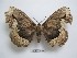  ( - BC-EVS-5168)  @11 [ ] by-nc-sa (2025) SNSB, Staatliche Naturwissenschaftliche Sammlungen Bayerns ZSM (SNSB, Zoologische Staatssammlung Muenchen)