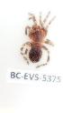  ( - BC-EVS-5375)  @11 [ ] by-nc-sa (2025) SNSB, Staatliche Naturwissenschaftliche Sammlungen Bayerns ZSM (SNSB, Zoologische Staatssammlung Muenchen)