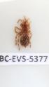  ( - BC-EVS-5377)  @11 [ ] by-nc-sa (2025) SNSB, Staatliche Naturwissenschaftliche Sammlungen Bayerns ZSM (SNSB, Zoologische Staatssammlung Muenchen)