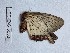  (Epicopeia hansenii - BC-EVS-5558)  @11 [ ] by-nc-sa (2025) SNSB, Staatliche Naturwissenschaftliche Sammlungen Bayerns ZSM (SNSB, Zoologische Staatssammlung Muenchen)