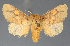  ( - BC_ZSM_Lep_118085)  @11 [ ] by-nc-sa (2025) SNSB, Staatliche Naturwissenschaftliche Sammlungen Bayerns ZSM (SNSB, Zoologische Staatssammlung Muenchen)