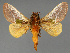  ( - BC_ZSM_Lep_118109)  @11 [ ] by-nc-sa (2025) SNSB, Staatliche Naturwissenschaftliche Sammlungen Bayerns ZSM (SNSB, Zoologische Staatssammlung Muenchen)