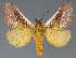  ( - BC_ZSM_Lep_118112)  @11 [ ] by-nc-sa (2025) SNSB, Staatliche Naturwissenschaftliche Sammlungen Bayerns ZSM (SNSB, Zoologische Staatssammlung Muenchen)