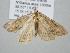  ( - BC_ZSM_Lep_120719)  @11 [ ] by-nc-sa (2025) SNSB, Staatliche Naturwissenschaftliche Sammlungen Bayerns ZSM (SNSB, Zoologische Staatssammlung Muenchen)