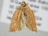  ( - BC_ZSM_Lep_120737)  @11 [ ] by-nc-sa (2025) SNSB, Staatliche Naturwissenschaftliche Sammlungen Bayerns ZSM (SNSB, Zoologische Staatssammlung Muenchen)