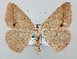  ( - BC_ZSM_Lep_120755)  @11 [ ] by-nc-sa (2025) SNSB, Staatliche Naturwissenschaftliche Sammlungen Bayerns ZSM (SNSB, Zoologische Staatssammlung Muenchen)