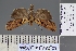  ( - BC_ZSM_Lep_120808)  @11 [ ] by-nc-sa (2025) SNSB, Staatliche Naturwissenschaftliche Sammlungen Bayerns ZSM (SNSB, Zoologische Staatssammlung Muenchen)