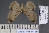  ( - BC_ZSM_Lep_120810)  @11 [ ] by-nc-sa (2025) SNSB, Staatliche Naturwissenschaftliche Sammlungen Bayerns ZSM (SNSB, Zoologische Staatssammlung Muenchen)