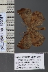  ( - BC_ZSM_Lep_120817)  @11 [ ] by-nc-sa (2025) SNSB, Staatliche Naturwissenschaftliche Sammlungen Bayerns ZSM (SNSB, Zoologische Staatssammlung Muenchen)