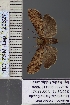  ( - BC_ZSM_Lep_120827)  @11 [ ] by-nc-sa (2025) SNSB, Staatliche Naturwissenschaftliche Sammlungen Bayerns ZSM (SNSB, Zoologische Staatssammlung Muenchen)