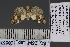  ( - BC_ZSM_Lep_120857)  @11 [ ] by-nc-sa (2025) SNSB, Staatliche Naturwissenschaftliche Sammlungen Bayerns ZSM (SNSB, Zoologische Staatssammlung Muenchen)