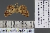 ( - BC_ZSM_Lep_120872)  @11 [ ] by-nc-sa (2025) SNSB, Staatliche Naturwissenschaftliche Sammlungen Bayerns ZSM (SNSB, Zoologische Staatssammlung Muenchen)