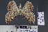  ( - BC_ZSM_Lep_120888)  @11 [ ] by-nc-sa (2025) SNSB, Staatliche Naturwissenschaftliche Sammlungen Bayerns ZSM (SNSB, Zoologische Staatssammlung Muenchen)
