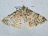  ( - BC_ZSM_Lep_121015)  @11 [ ] by-nc-sa (2025) SNSB, Staatliche Naturwissenschaftliche Sammlungen Bayerns ZSM (SNSB, Zoologische Staatssammlung Muenchen)
