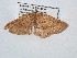  ( - BC_ZSM_Lep_121024)  @11 [ ] by-nc-sa (2025) SNSB, Staatliche Naturwissenschaftliche Sammlungen Bayerns ZSM (SNSB, Zoologische Staatssammlung Muenchen)