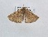  ( - BC_ZSM_Lep_121033)  @11 [ ] by-nc-sa (2025) SNSB, Staatliche Naturwissenschaftliche Sammlungen Bayerns ZSM (SNSB, Zoologische Staatssammlung Muenchen)