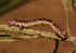  ( - BC_ZSM_Lep_121047)  @11 [ ] by-nc-sa (2025) SNSB, Staatliche Naturwissenschaftliche Sammlungen Bayerns ZSM (SNSB, Zoologische Staatssammlung Muenchen)