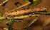  ( - BC_ZSM_Lep_121052)  @11 [ ] by-nc-sa (2025) SNSB, Staatliche Naturwissenschaftliche Sammlungen Bayerns ZSM (SNSB, Zoologische Staatssammlung Muenchen)