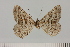  ( - BC_ZSM_Lep_121076)  @11 [ ] by-nc-sa (2025) SNSB, Staatliche Naturwissenschaftliche Sammlungen Bayerns ZSM (SNSB, Zoologische Staatssammlung Muenchen)