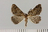  (Drepanogynis cf. miltophyris - BC_ZSM_Lep_121079)  @11 [ ] by-nc-sa (2025) SNSB, Staatliche Naturwissenschaftliche Sammlungen Bayerns ZSM (SNSB, Zoologische Staatssammlung Muenchen)