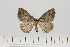  (Parectropis BOLD:AEF7646 - BC_ZSM_Lep_121082)  @11 [ ] by-nc-sa (2025) SNSB, Staatliche Naturwissenschaftliche Sammlungen Bayerns ZSM (SNSB, Zoologische Staatssammlung Muenchen)