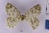  ( - BC_ZSM_Lep_121171)  @11 [ ] by-nc-sa (2025) SNSB, Staatliche Naturwissenschaftliche Sammlungen Bayerns ZSM (SNSB, Zoologische Staatssammlung Muenchen)