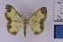  ( - BC_ZSM_Lep_121286)  @11 [ ] by-nc-sa (2025) SNSB, Staatliche Naturwissenschaftliche Sammlungen Bayerns ZSM (SNSB, Zoologische Staatssammlung Muenchen)