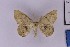  ( - BC_ZSM_Lep_121288)  @11 [ ] by-nc-sa (2025) SNSB, Staatliche Naturwissenschaftliche Sammlungen Bayerns ZSM (SNSB, Zoologische Staatssammlung Muenchen)