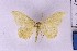  ( - BC_ZSM_Lep_121289)  @11 [ ] by-nc-sa (2025) SNSB, Staatliche Naturwissenschaftliche Sammlungen Bayerns ZSM (SNSB, Zoologische Staatssammlung Muenchen)