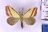  (Rhodometra satura - BC_ZSM_Lep_121294)  @11 [ ] by-nc-sa (2025) SNSB, Staatliche Naturwissenschaftliche Sammlungen Bayerns ZSM (SNSB, Zoologische Staatssammlung Muenchen)