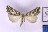  ( - BC_ZSM_Lep_121301)  @11 [ ] by-nc-sa (2025) SNSB, Staatliche Naturwissenschaftliche Sammlungen Bayerns ZSM (SNSB, Zoologische Staatssammlung Muenchen)