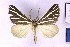  ( - BC_ZSM_Lep_121307)  @11 [ ] by-nc-sa (2025) SNSB, Staatliche Naturwissenschaftliche Sammlungen Bayerns ZSM (SNSB, Zoologische Staatssammlung Muenchen)