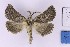 (Drepanogynis rufigrisea - BC_ZSM_Lep_121310)  @11 [ ] by-nc-sa (2025) SNSB, Staatliche Naturwissenschaftliche Sammlungen Bayerns ZSM (SNSB, Zoologische Staatssammlung Muenchen)