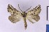  (Drepanogynis anthracinata - BC_ZSM_Lep_121311)  @11 [ ] by-nc-sa (2025) SNSB, Staatliche Naturwissenschaftliche Sammlungen Bayerns ZSM (SNSB, Zoologische Staatssammlung Muenchen)