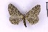  ( - BC_ZSM_Lep_121312)  @11 [ ] by-nc-sa (2025) SNSB, Staatliche Naturwissenschaftliche Sammlungen Bayerns ZSM (SNSB, Zoologische Staatssammlung Muenchen)