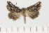 ( - BC_ZSM_Lep_121331)  @11 [ ] by-nc-sa (2025) SNSB, Staatliche Naturwissenschaftliche Sammlungen Bayerns ZSM (SNSB, Zoologische Staatssammlung Muenchen)